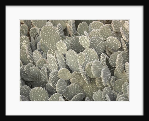 Cactus plant by Assaf Frank